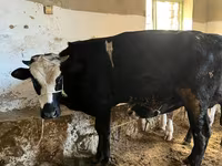 Корова, Russian Black pied cattle — фото 2