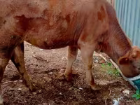 Cow, Cattle — photo 1