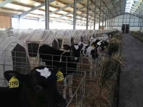 Bulle, Holstein-Rasse