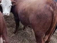 Toro, Vaca kazaja de cabeza blanca — foto 5