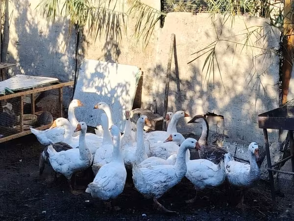 Geese