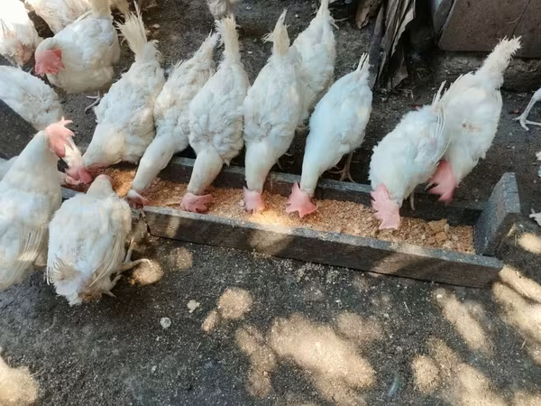 Chickens