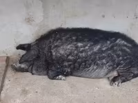 Vind jumate din porcină de mangalița — фото 1