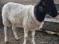 Carnero, Dorper sheep — foto 2