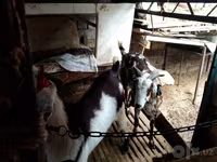 母山羊, Beetal goats — 照片 4