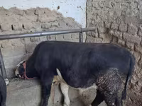 Buğa, Aberdin – Angus — foto 3