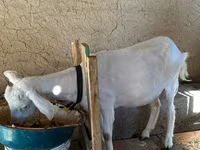 عنزة, الماعز — الصورة 3