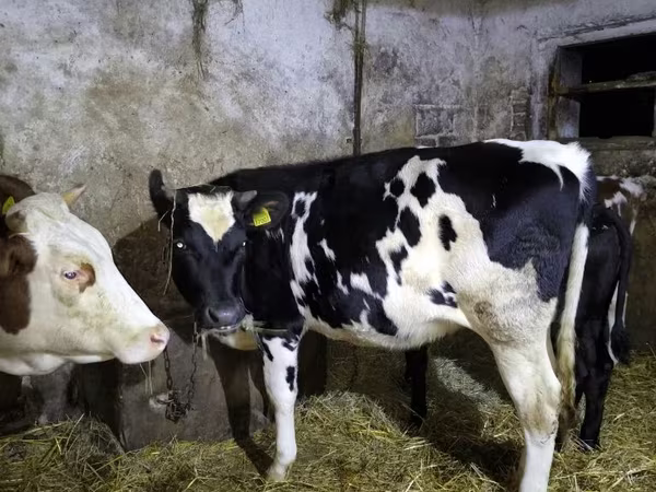 Kuh, Russian Black pied cattle