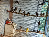 📣 HAZIR TƏSƏRRÜFAT: Premium Quş Kolleksiyası (62 ədəd quş). Bütün — foto 5