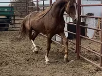 Caballo, Arabian horse — foto 2