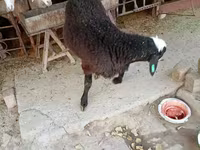 كبش, Blackheaded Persian sheep — الصورة 7