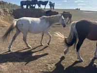 Yegua, Horse breed — foto 2
