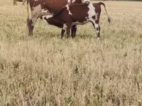 أبقار (دفعة، الجنس غير محدد), هيرفورد — الصورة 2