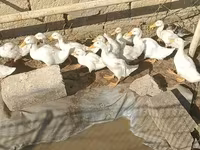 Ducks — फ़ोटो 1