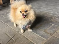 🐶 Satılır – Çox Şirin Dişi Pomeranian (Spitz) 🐶 2 yaşlı, dişi, çox — foto 1