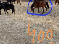 Stute, Horse breed — Foto 3