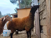 Widder, Blackheaded Persian sheep — Foto 6