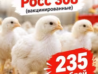 Росс 308 — 4-сурет