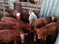 Kuh, Simmental cattle — Foto 2
