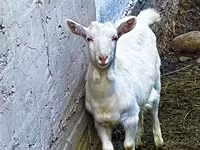 Коза, Saanen goat — фото 2