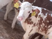 Toro, Simmental cattle — foto 2