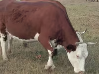 Cow, Hereford — photo 1