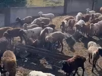 Қошқар, Hissar sheep — 4-сурет
