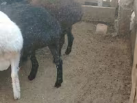 母羊, Sheep — 照片 1