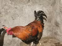 Chickens — Foto 3