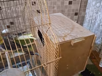 Nimfa (cockatiel) cütü və qəfəs dəsti - Növ: Nimfa (cockatiel) – sarı — الصورة 2