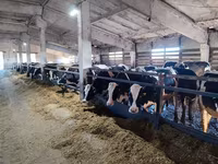 Bovinos (lote, sexo no especificado), Ganado vacuno — foto 7