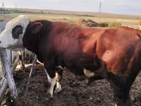 ثور, Simmental cattle — الصورة 4