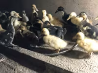 Ducks — 5-сурет