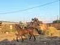 Horse (M), Horses — photo 3