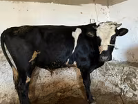 Корова, Russian Black pied cattle — фото 3