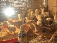 Chickens — 1-сурет