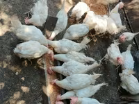 Chickens — Foto 3