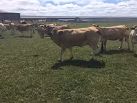 Сиыр, Partenaise cattle — 2-сурет