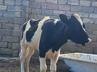 بقرة, Simmental cattle — الصورة 1