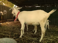 山羊（批次，未指定性别）, Pomellata goat — 照片 6