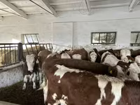 Buqa, Simmental cattle — 3-rasm