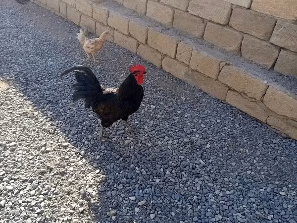 Chickens