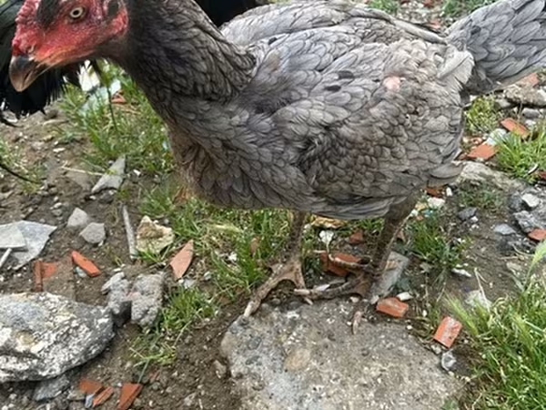 Chickens