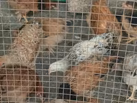 Chickens — फ़ोटो 6