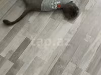 Shotland dişi — Foto 1