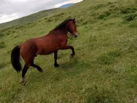 Hengst, Kazakh horse — Foto 1