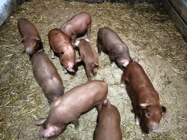 Schweine (Partie, Geschlecht nicht angegeben), Дюрок