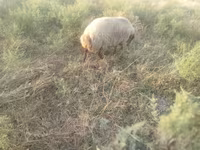 Oveja, Ovejas — foto 1