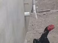 Chickens — foto 1