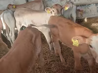 Bulle, Simmental cattle — Foto 2